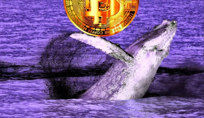20200616 201921 - نهنگ‌های بیت کوین بازار ارزهای دیجیتال را متشنج میکنند
