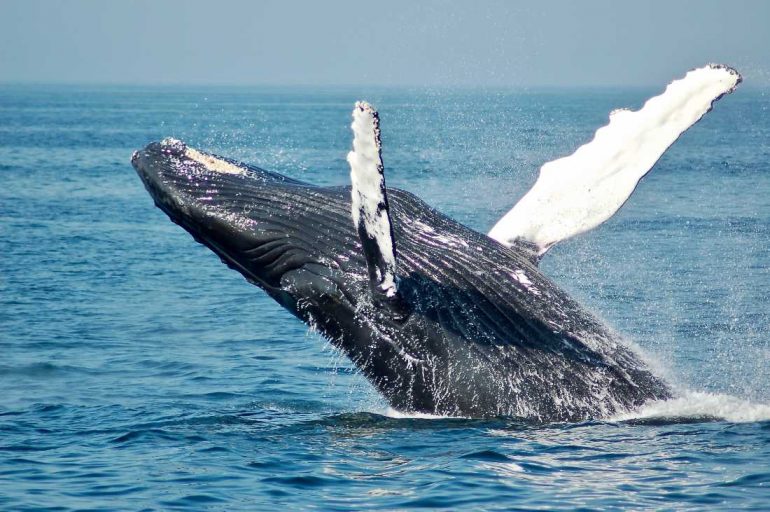 Whale 770x512 1 - نهنگ‌های بیت کوین در ۱سال ۸/۹ درصد افزایش یافته است