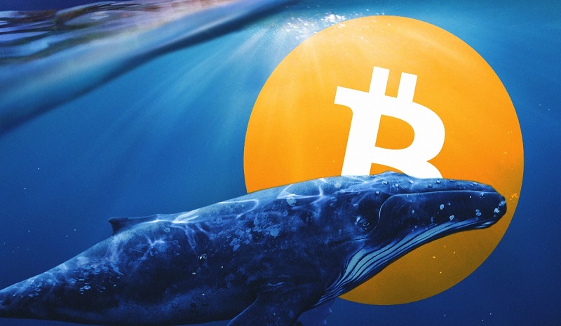 whale bitcoin - رشد بیتکوین نزدیک است!