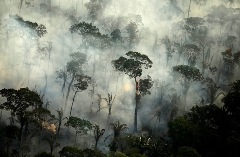 جنگل - آتش سوزی جنگل های آمازون می تواند خطر ابتلا به عفونت ویروس کرونا را افزایش دهد
