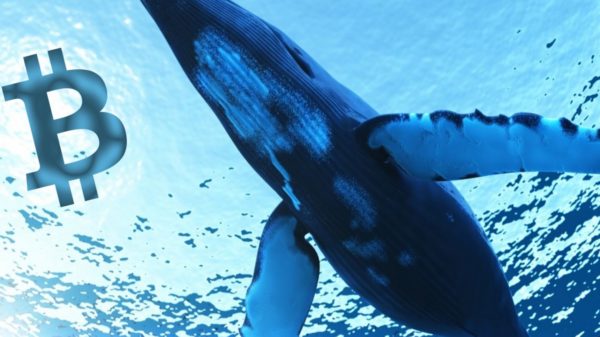bitcoin whales  - انتقال۴,۵۰۰ بیت کوین توسط یک نهنگ ناشناس به صرافی بایننس ، احتمال ریزش قیمت نزدیک است!