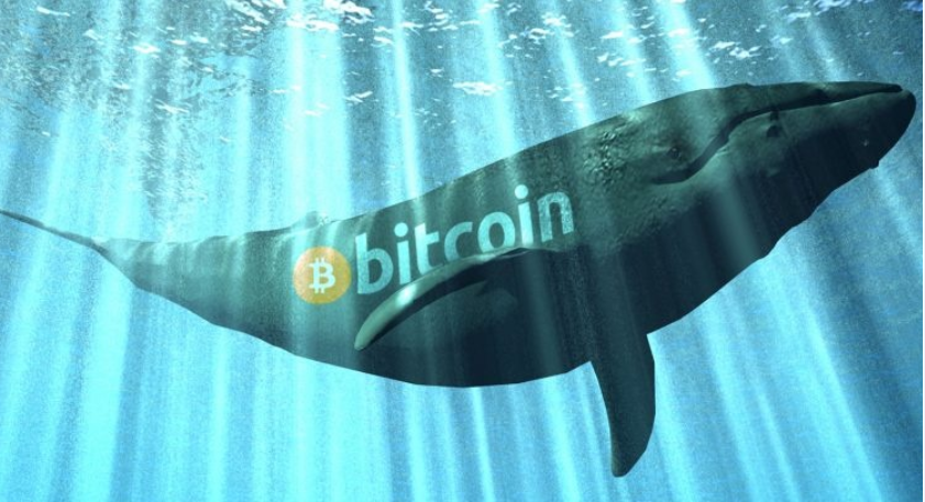 bitcoin.whale  - تعداد نهنگ های بیت کوین بار دیگر به رکوردی تازه رسید