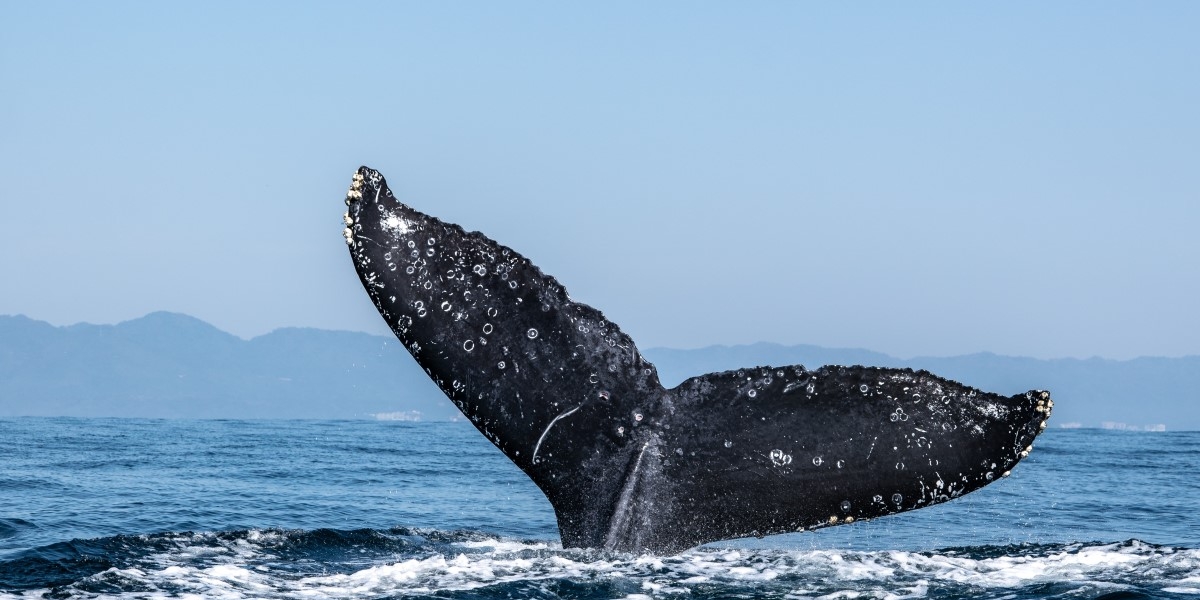 chain link - نهنگ ها عامل توقف روند صعودی چین لینک!