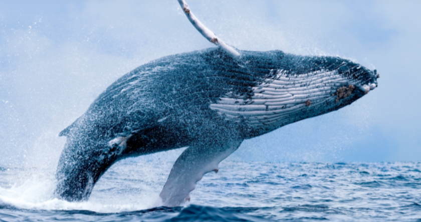 اتریوم - یک نهنگ اتریوم با ایجاد سفارشی در Uniswap بهای اتریوم رابه 450 دلار رساند!