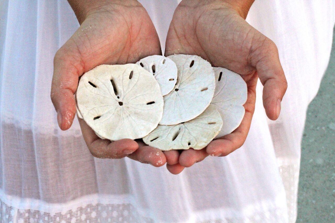 bahamas sand dollar october  - بلومبرگ: باهاماس اولین کشوریست که ارز دیجیتال خود را راه اندازی می کند