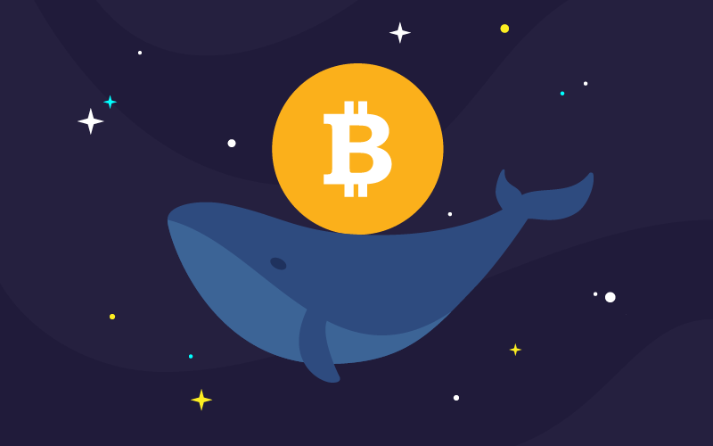 bitcoin whales1 btcplaymania - فوری: یکی از بزرگترین نهنگ های بیت کوین، 11,230  بیت کوین را جابجا کرد