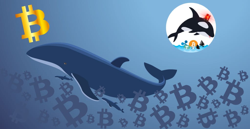 Bitcoin whale transfers 92857 BTC worth 1.1 billion - یک نهنگ، 1.1 میلیارد دلار بیت کوین جابجا کرد