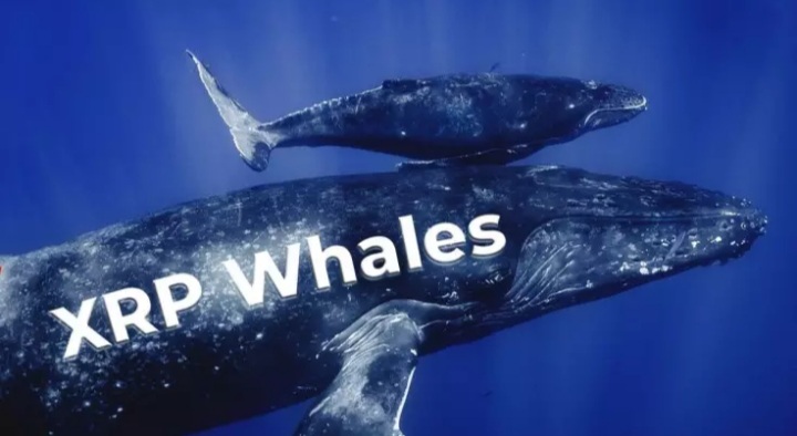 XRP - تعداد نهنگ‌های ریپل همچنان در حال رشد است