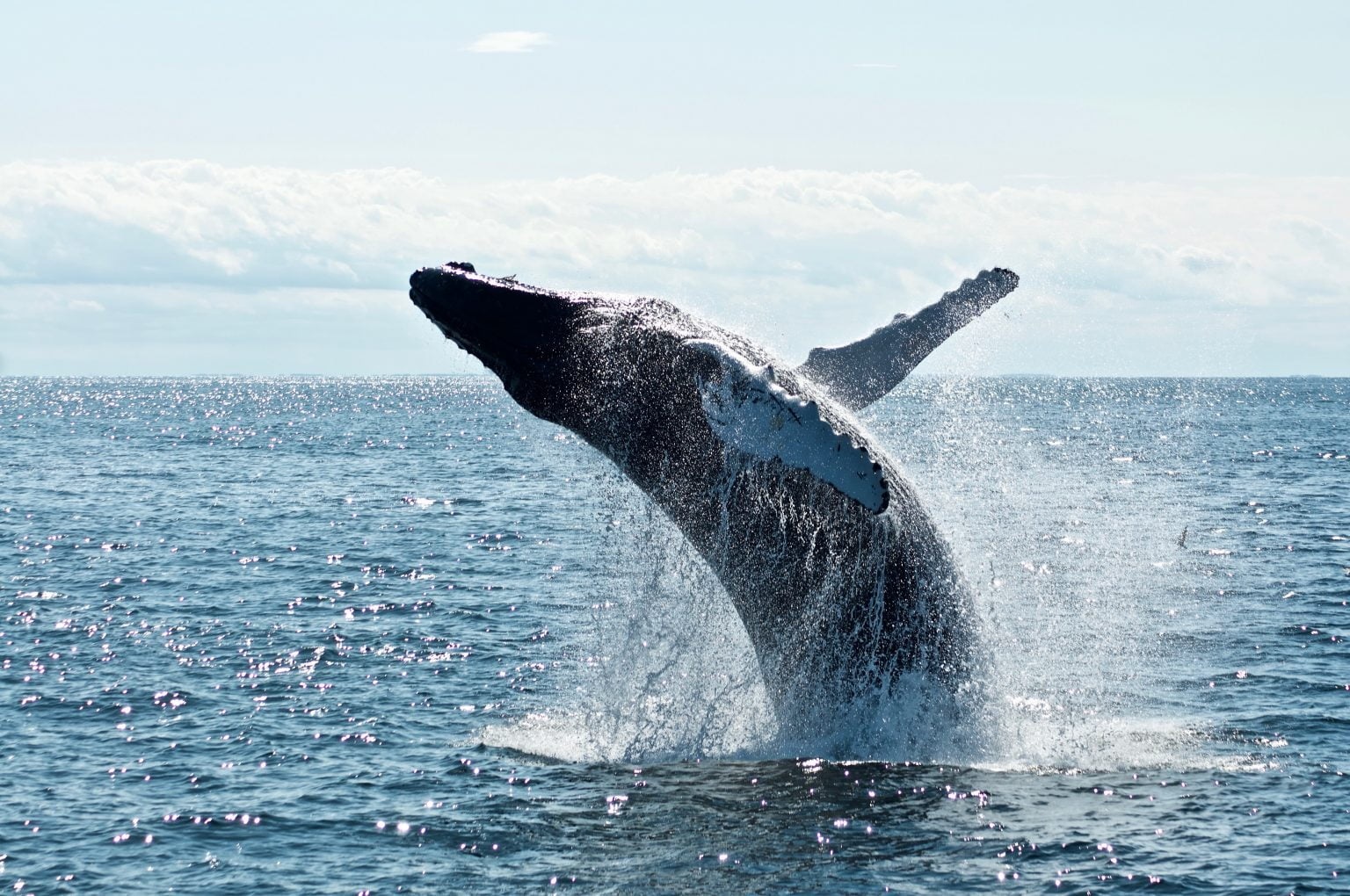 نهنگ بیتکوین 3 - روند فعلی نهنگ های بیت کوین از یک فشار فروش قریب الوقوع خبر میدهد