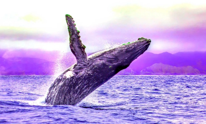 نهنگ بیتکوین - نهنگ‌ها در حال انتقال بیت کوین به کیف پول‌های کوچک‌تر هستند