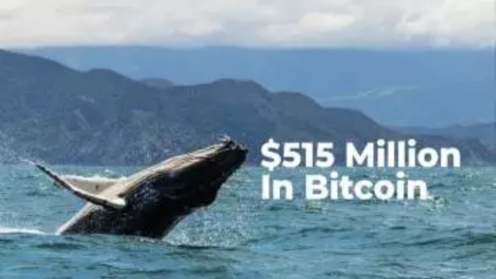 نهنگها - نهنگ‌ها در ده ساعت گذشته ۵۱۵ میلیون دلار بیت کوین جابجا کرده‌اند