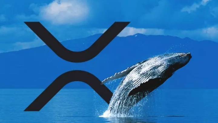 ریپل 3 - پیش از ایردراپ اسپارک، جمعیت نهنگ‌های XRP به اوج خود رسیده‌ است