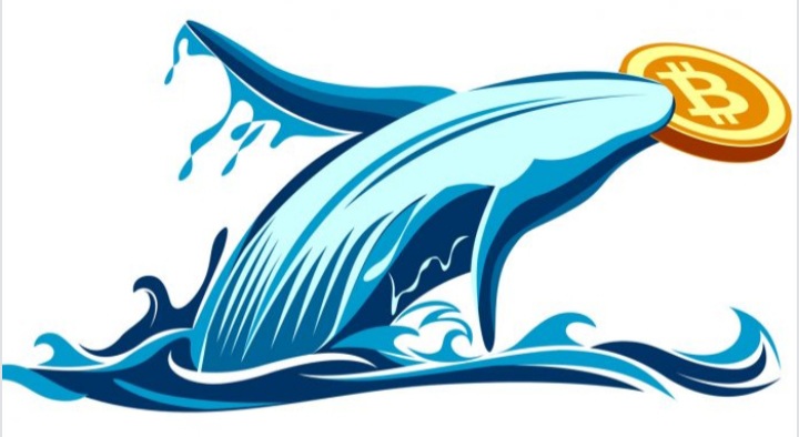 نهنگها - یک نهنگ بیت کوین با انتقال 30 میلیون دلار BTC به سکون هشت ساله خود پایان داد!