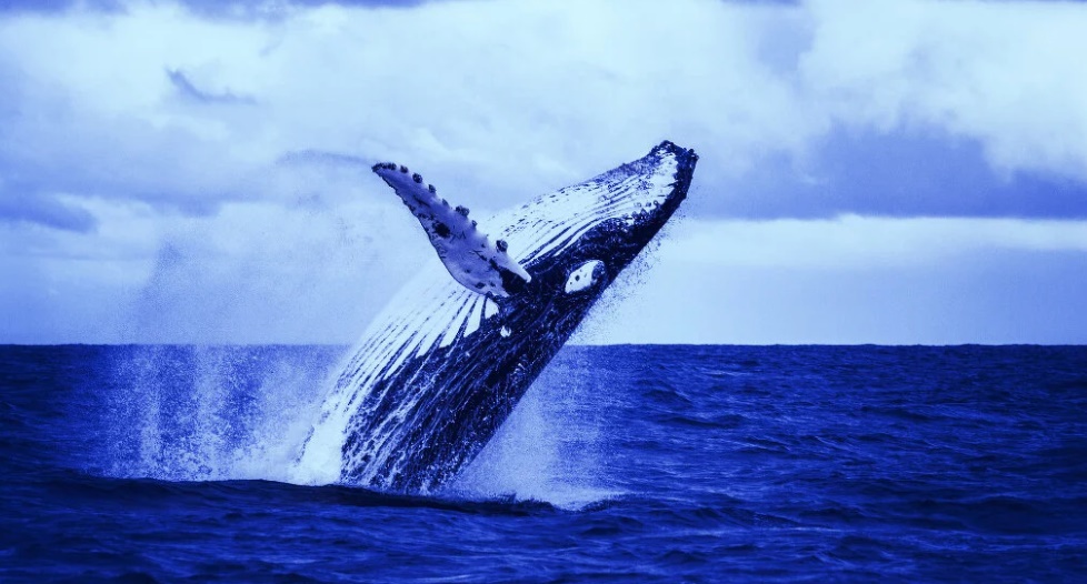 نهنگ بیتکوین 1 - یک نهنگ به تنهایی 333 میلیون دلار بیت کوین را جا به جا کرد