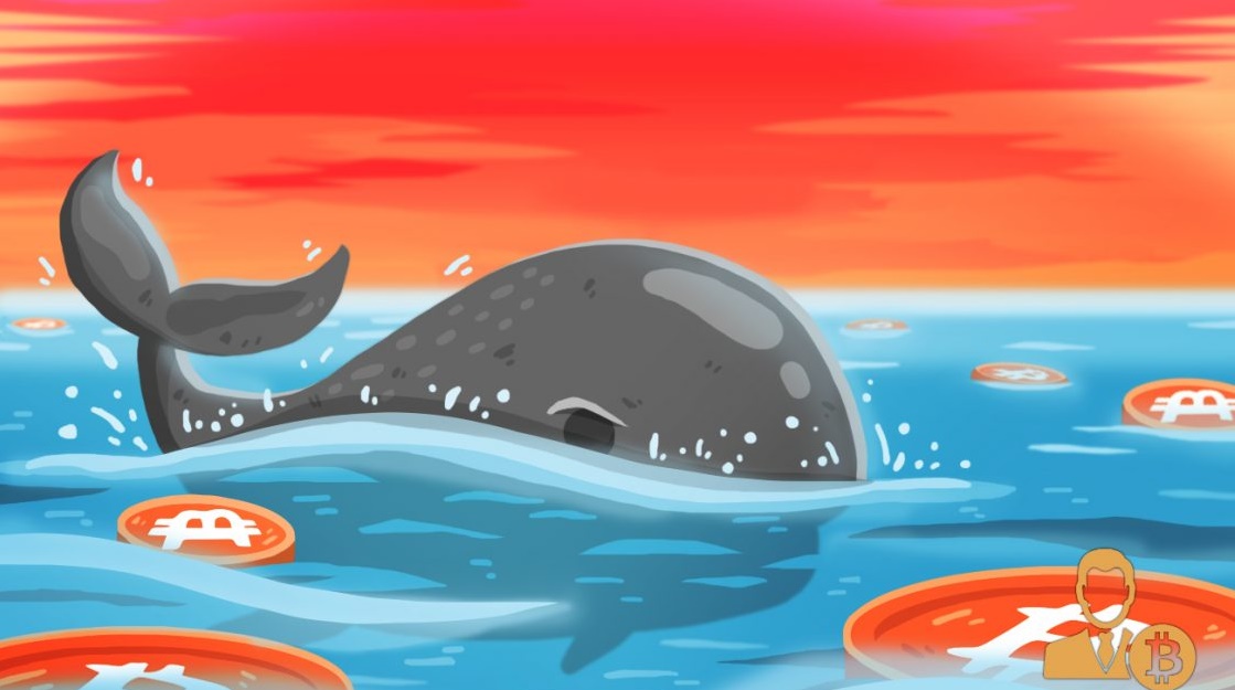 نهنگ - تعداد نهنگ های دارای بیش از 100 هزار بیت کوین به بالاترین رقم در 11 ماه گذشته رسید