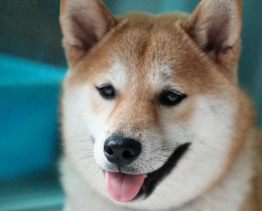 doge - استعفای مدیر عامل گلدمن ساکس لندن پس از کسب ثروت در معاملات دوج کوین