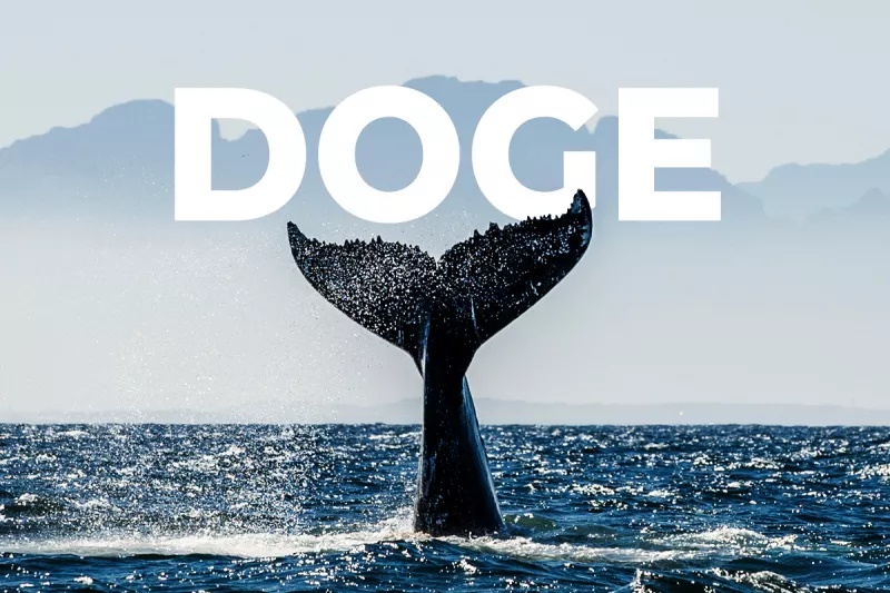 kik n - تریدر ناشناس نهنگ مرموز دوج کوین را شناسایی کرد!