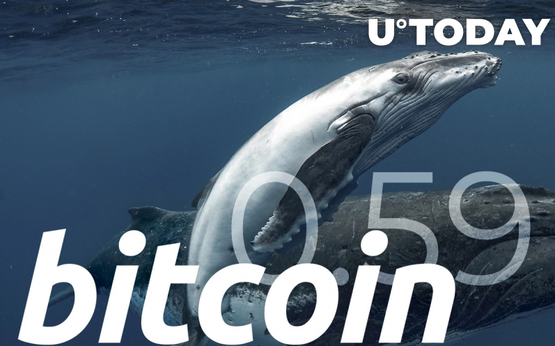 Bitcoin Whale Ratio Soars to 0.59 - افزایش 0.59 درصدی نسبت مبادلات بیت کوین از سوی نهنگ ها و احتمال پیامدی ناخوشایند