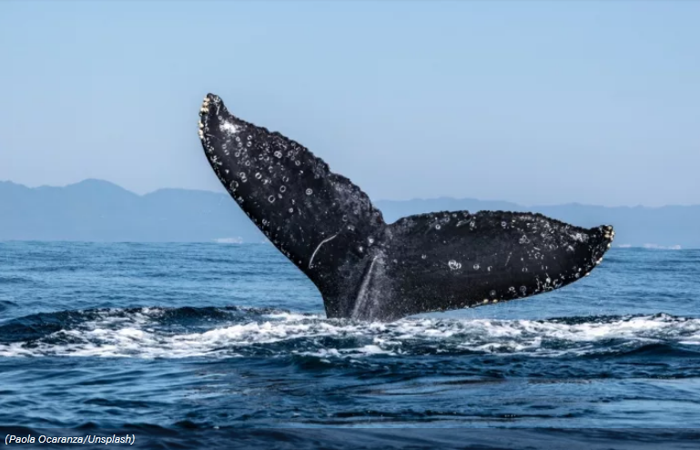 Whale Entities Hits Two Month High in Bullish Sign - بیت کوین هولد شده توسط جامعه نهنگ ها نشانه ی حرکت صعودی دو ماهه است