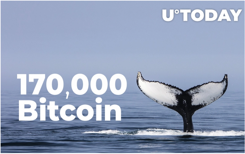 whales - داده های Santiment نشان میدهد نهنگها در شش هفته گذشته 170,000 بیت کوین خریده اند