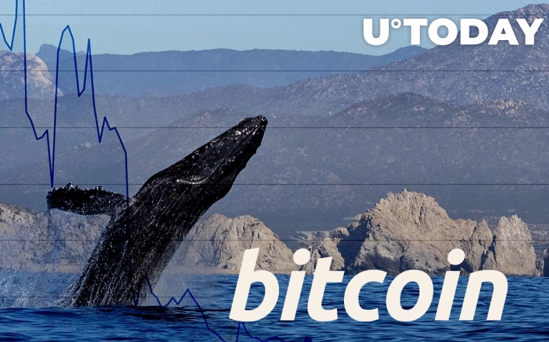 بیش از 1/3 میلیون بیت کوین توسط نهنگ های ناشناس منتقل شده است 2021 08 30 16 34 04 Over 1.3 Million Bitcoins Transferred by Anonymous Whales in Large Lumps - بیش از 1/3 میلیون بیت کوین توسط نهنگ های ناشناس منتقل شده است