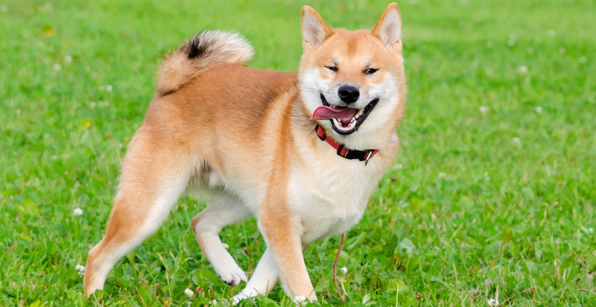 shiba inu enjoy outdoor - لیست شدن شیبا اینو در eToro