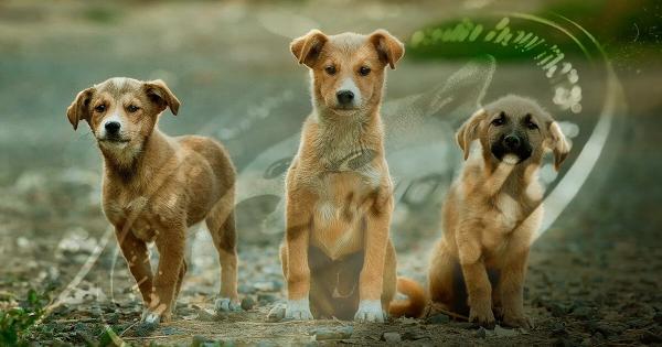 timthumb.php  1 - کمپین طرفداران دوج کوین می خواهند از حیوانات بی سرپرست حمایت کنند