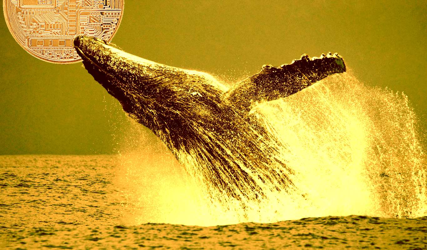whale splash - نهنگی که بدون جابجایی بیت کوین یا اتریوم 500 هزار دلار از معاملات به دست آورد
