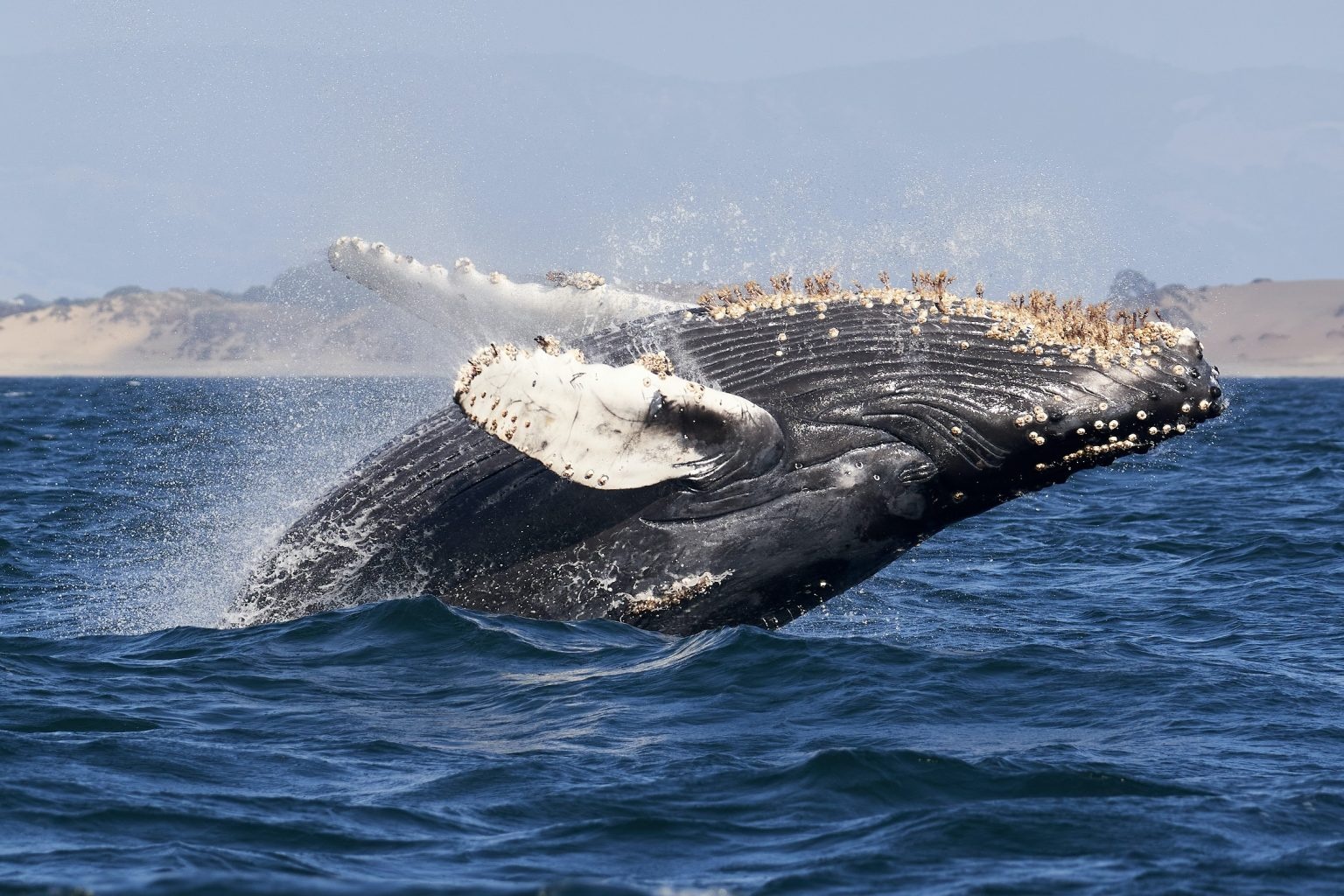 نهنگ اتریوم - این شاخص ها نشان می دهند نهنگ ها همچنان در حال انباشت اتریوم هستند