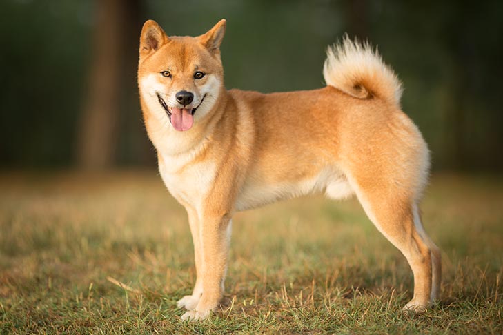 Shiba Inu - تعداد آدرس کیف پول های شیبا اینو در دو هفته گذشته، بیش از 9 درصد افزایش یافت