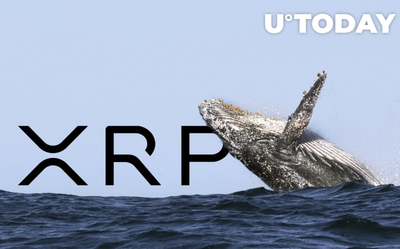 2021 11 23 17 56 18 XRP Whale Withdraws 10 Million Coins from Exchange - یک نهنگ ریپل 10 میلیون XRP از صرافی خارج کرد