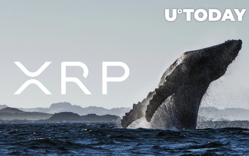 نهنگ ریپل - نهنگ ها طی 3 ماه گذشته 190 میلیون واحد ریپل (XRP) انباشت کرده اند