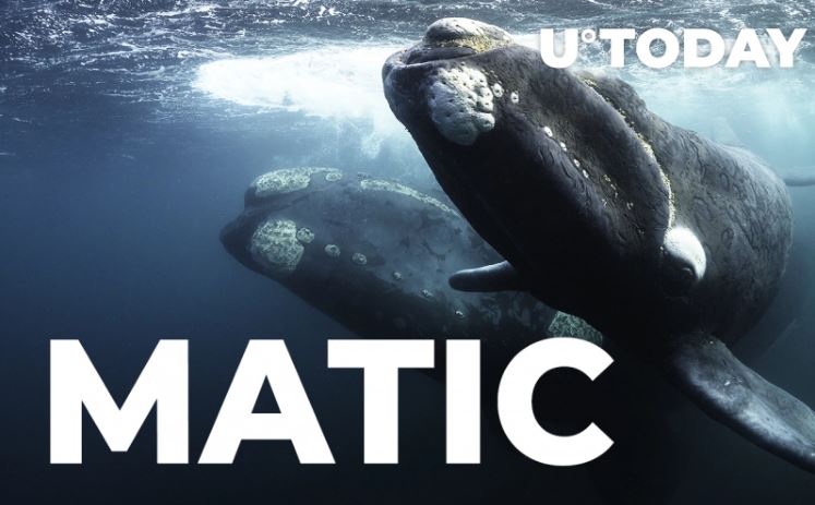 پالیگان - خریداری پنج میلیون MATIC توسط نهنگ ها، پس از اعلامیه سوزاندن کوین!
