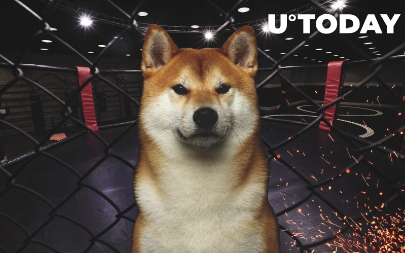 2022 01 04 19 04 09 Shiba Inu or Dogecoin  UFC Superstar Chuck Liddell Reignites Memecoin Rivalry - شیبا اینو یا دوج کوین؟ چاک لیدل، سوپراستار UFC، رقابت میم کوین ها را تقویت کرد