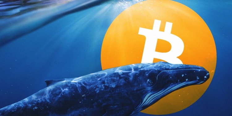 Bitcoin whale 2 - با قرارگیری بیت کوین در بالای 43.5 هزار دلار، نهنگی به میزان 600 میلیون دلار BTC را جابجا کرد