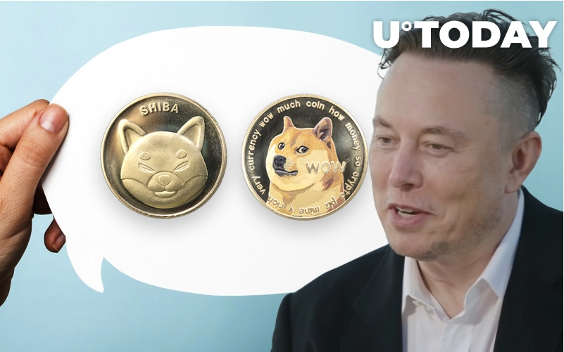 توییت جدید ایلان ماسک،هولدرهای SHIB و دوج را سردرگم کرد musk - توییت جدید ایلان ماسک،هولدرهای SHIB و دوج را سردرگم کرد