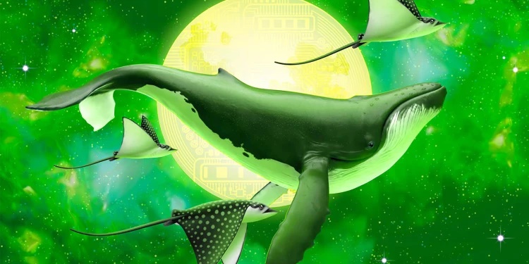 نهنگ 2 - نهنگ های اتر مشغول انباشت رپد بیتکوین و ایپ کوین هستند