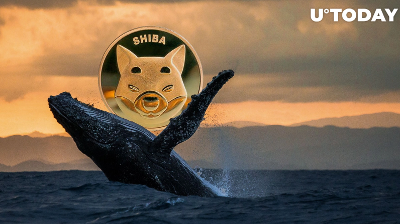 00 SHIB B - میم کوین SHIB رمزارزهای MATIC ،LINK و MANA را به عنوان دارایی شماره 1 نهنگ ها شکست داد