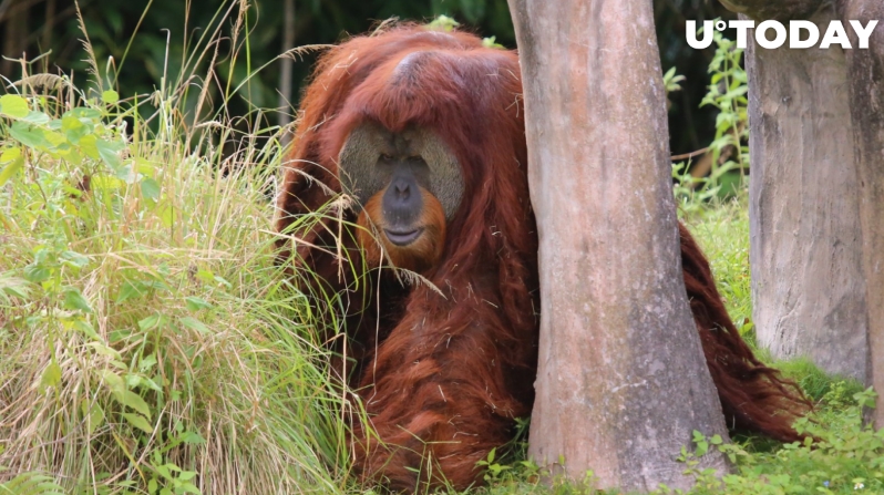 2022 08 17 20 02 10 First Actual Primate to Sell NFT This Week - یک اورانگوتان سوماترایی در این هفته اولینNFT خود را به حراج می‌گذارد