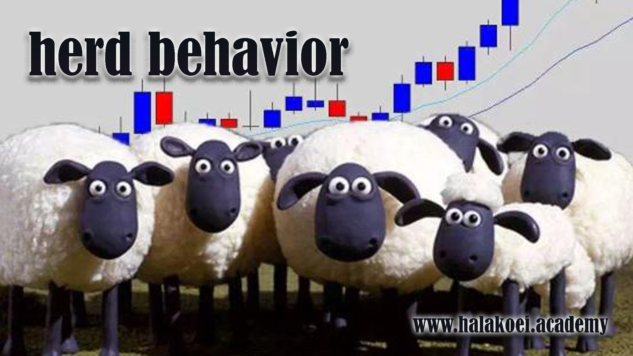 herd behavior